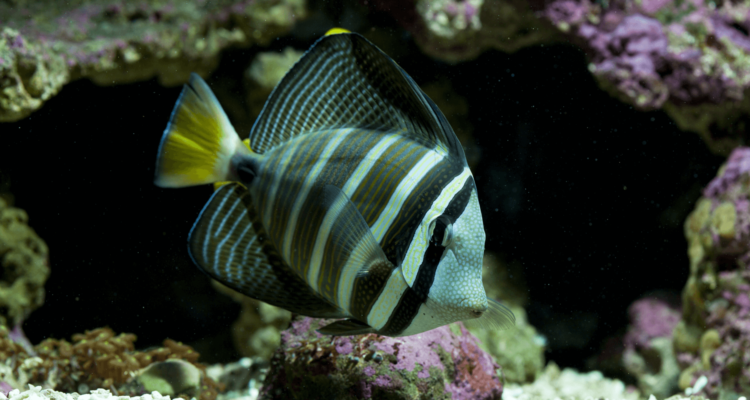 Zebrasoma veliferum