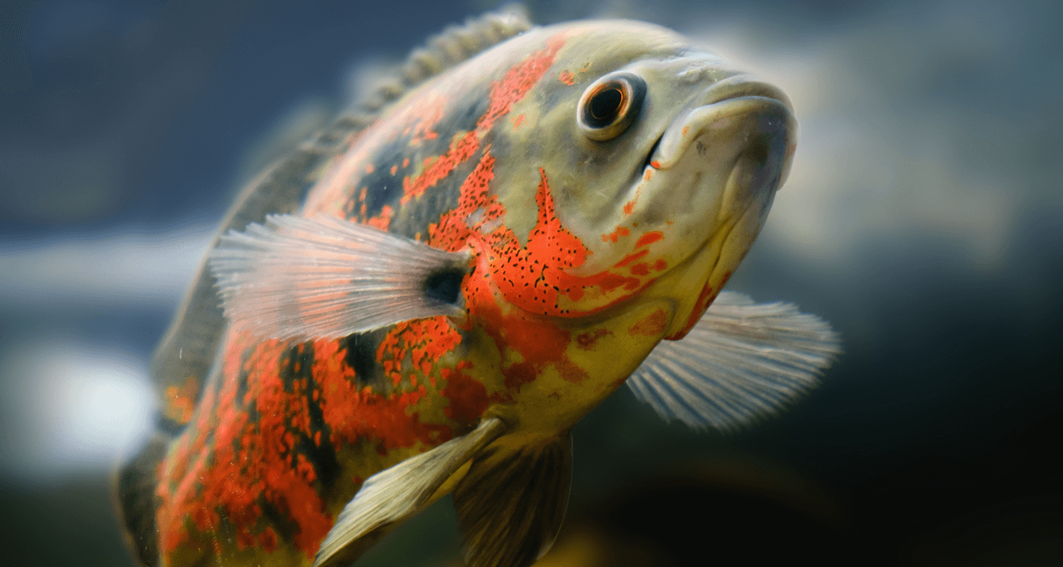 Astronotus ocellatus black