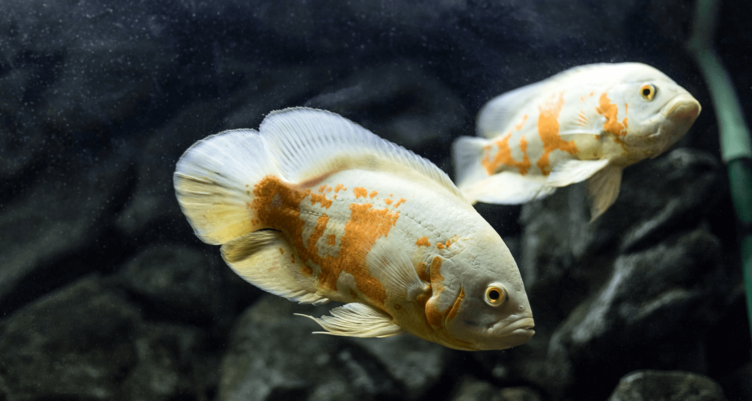 Astronotus ocellatus albinos