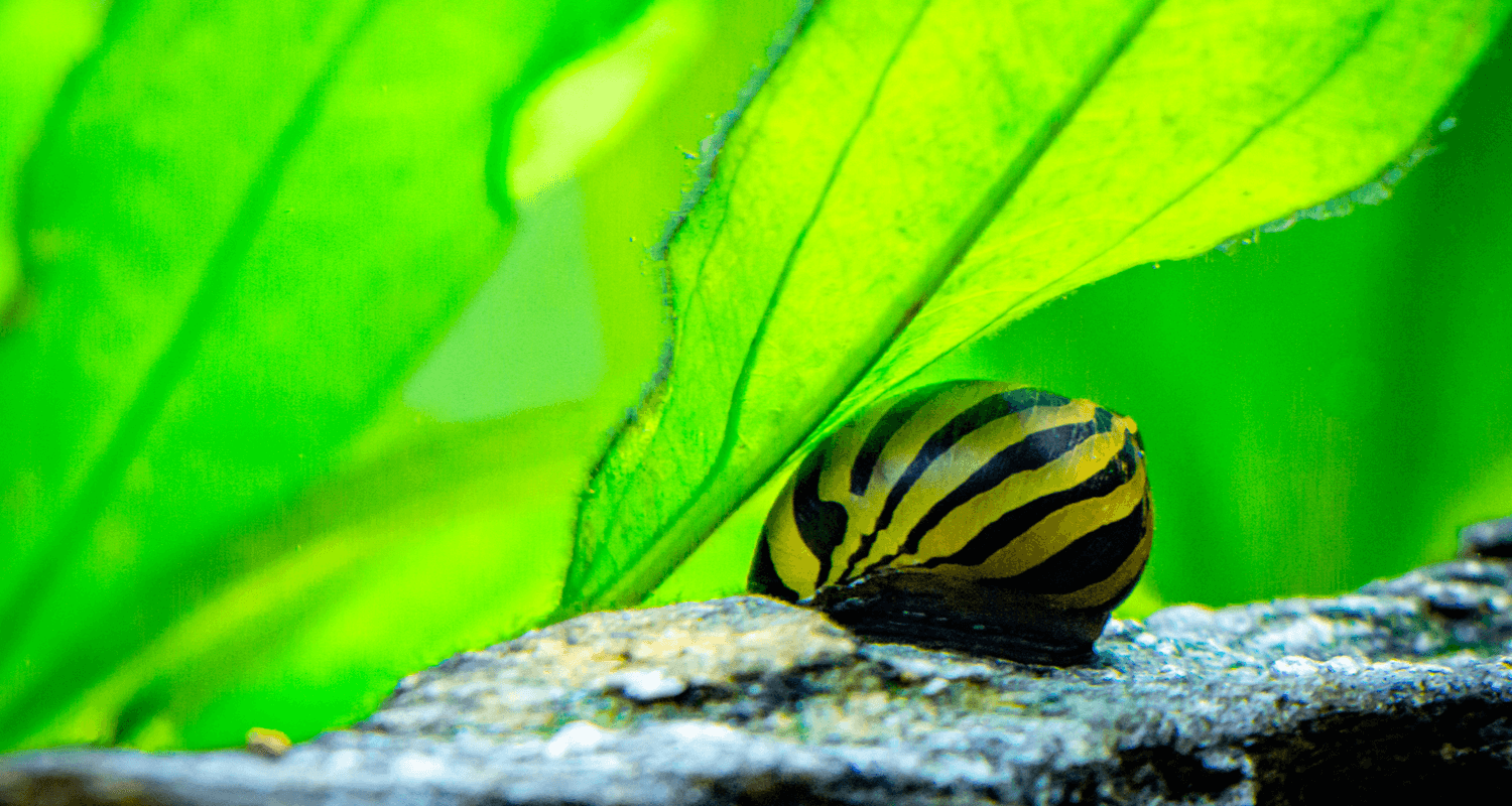 Nerititna natalensis -  neritina zebra - neritina parallela