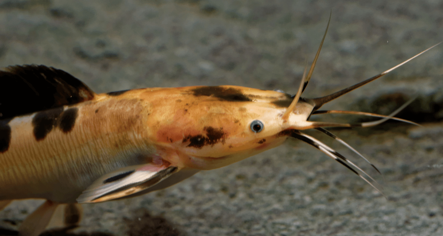 Clarias batrachus - silure grenouille