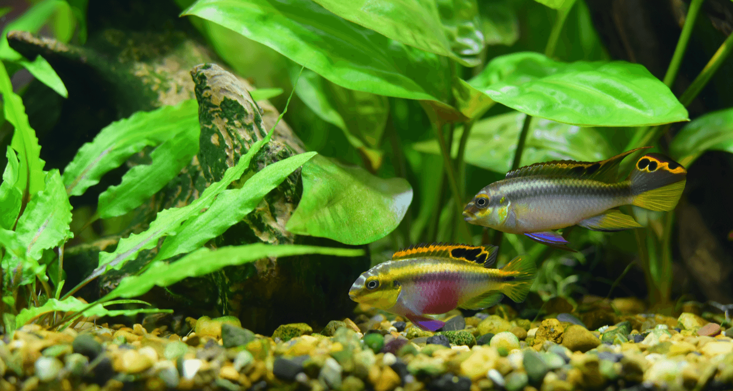 Pelvicachromis pulcher - Pelmato
