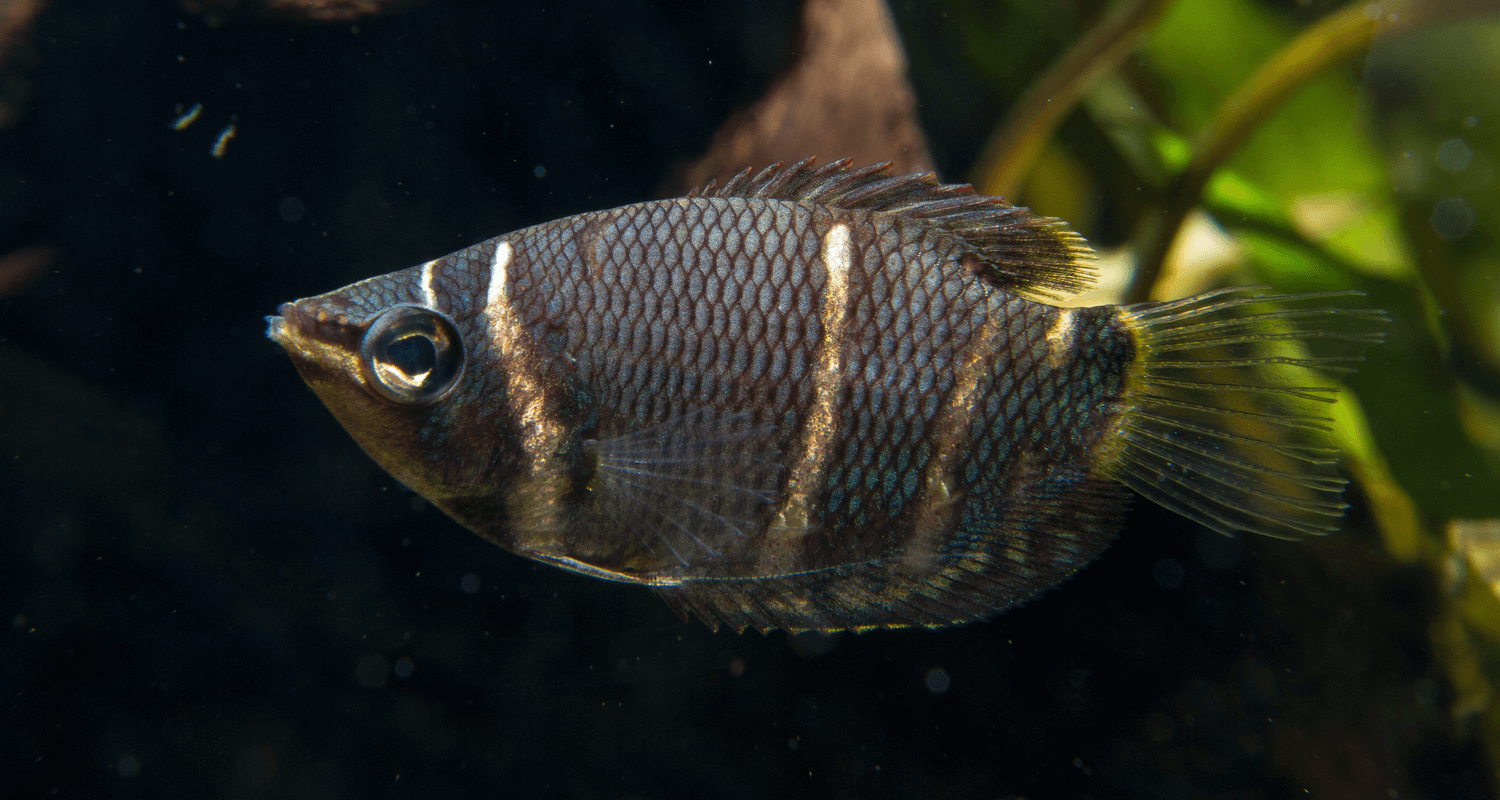 Sphaerichthys osphromenoides - Gourami chocolat