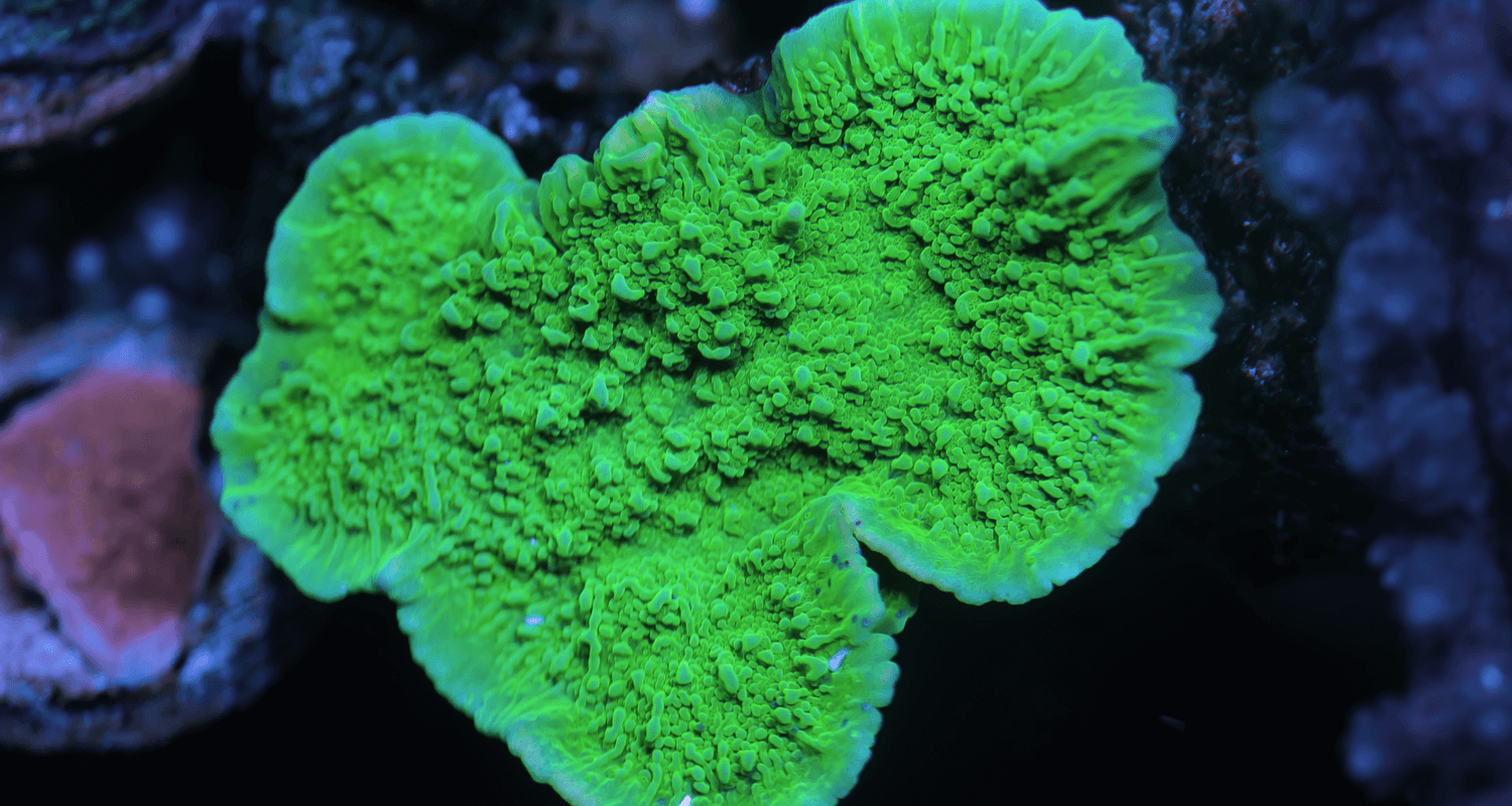 Montipora plateau vert