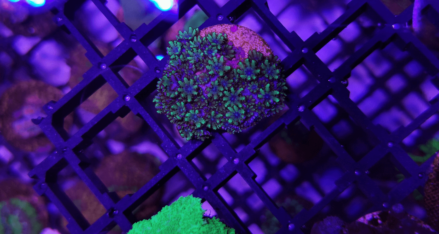 Sympodium sp. Blue / Green