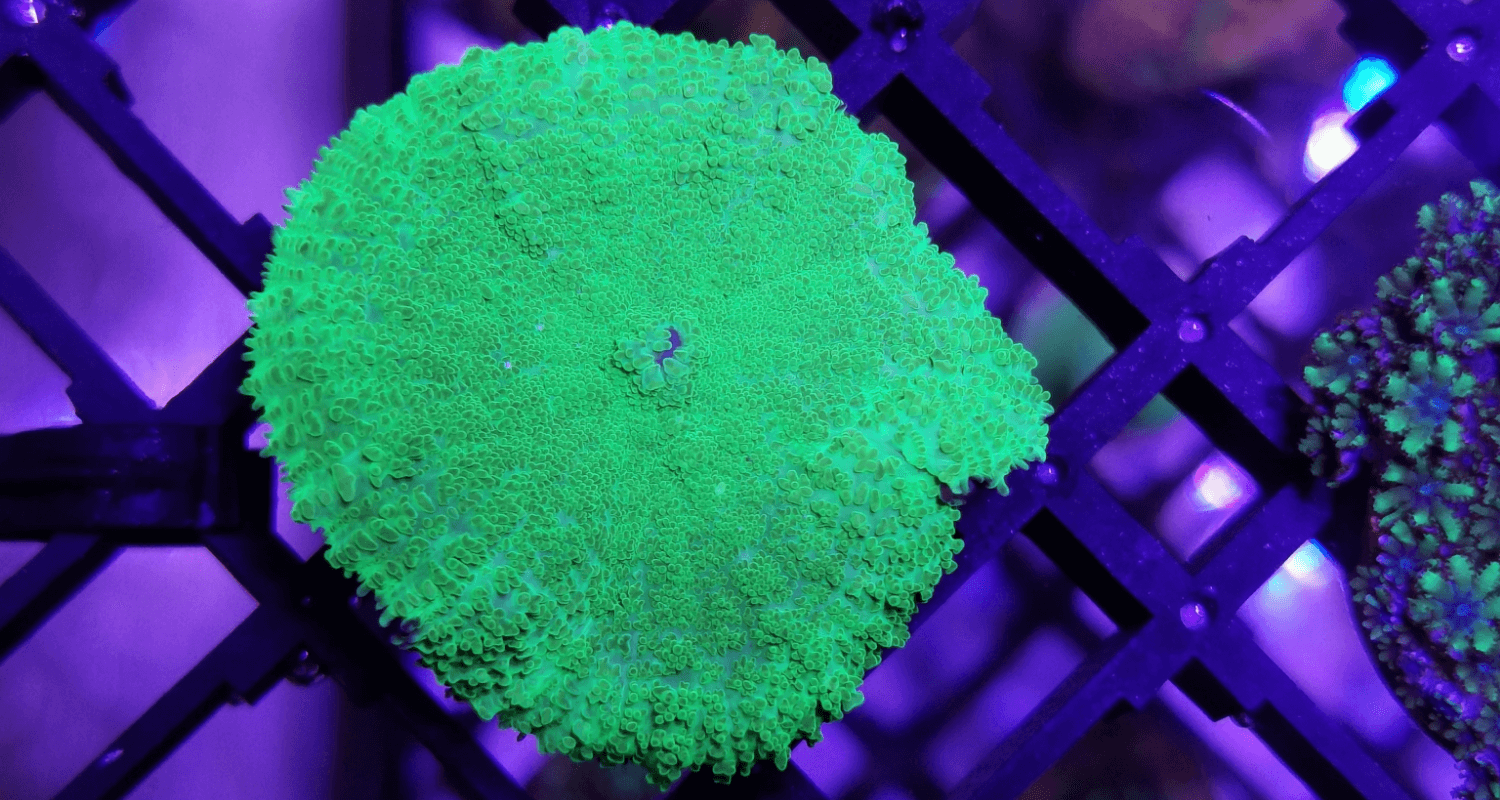 Rhodactis sp. Metallic Green