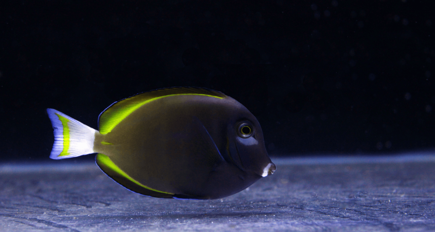 Acanthurus nigricans - Poisson chirurgien à joue blanches