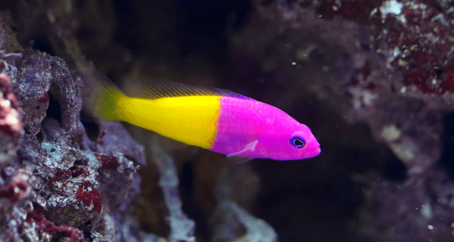 Pictichromis (Pseudochromis) paccagnella - Vanille-fraise