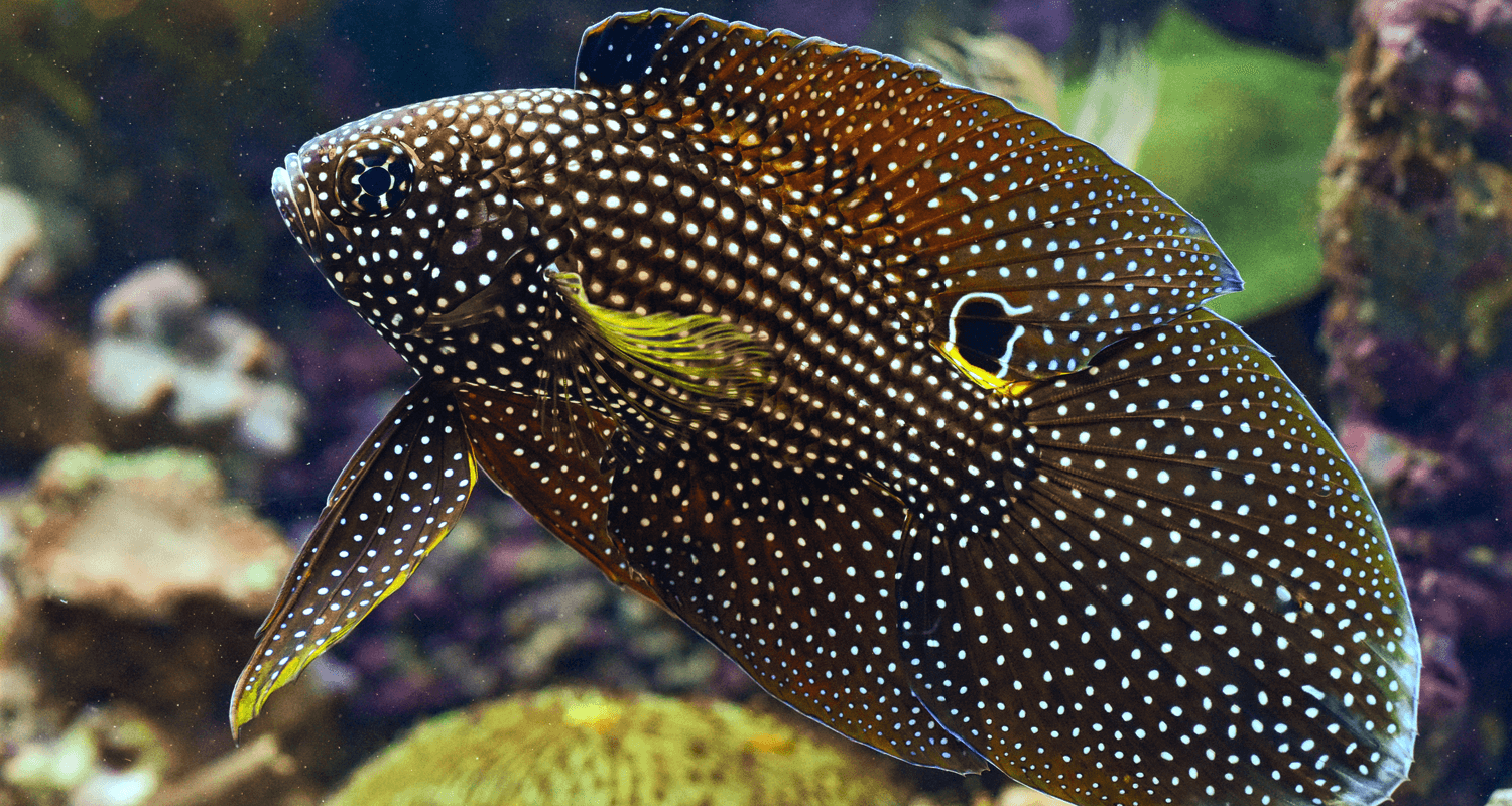 Calloplesiops altivelis - Poisson-comète à grandes nageoires