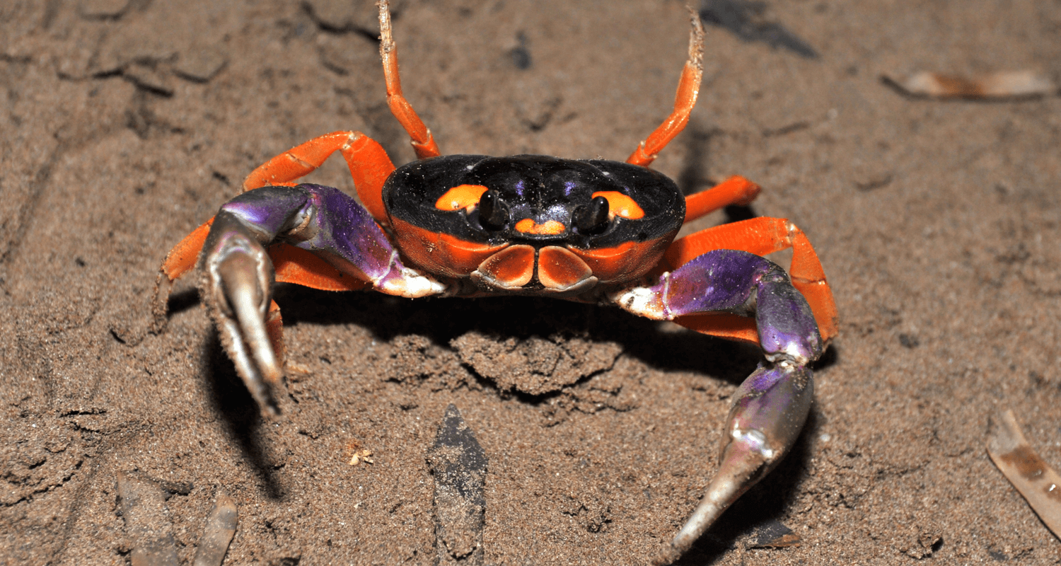 Gecarcinus quadratus - crabe halloween
