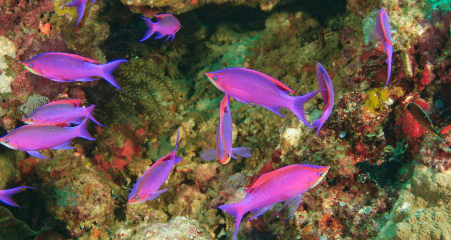 Pseudanthias tuka - Perche de mer pourpre