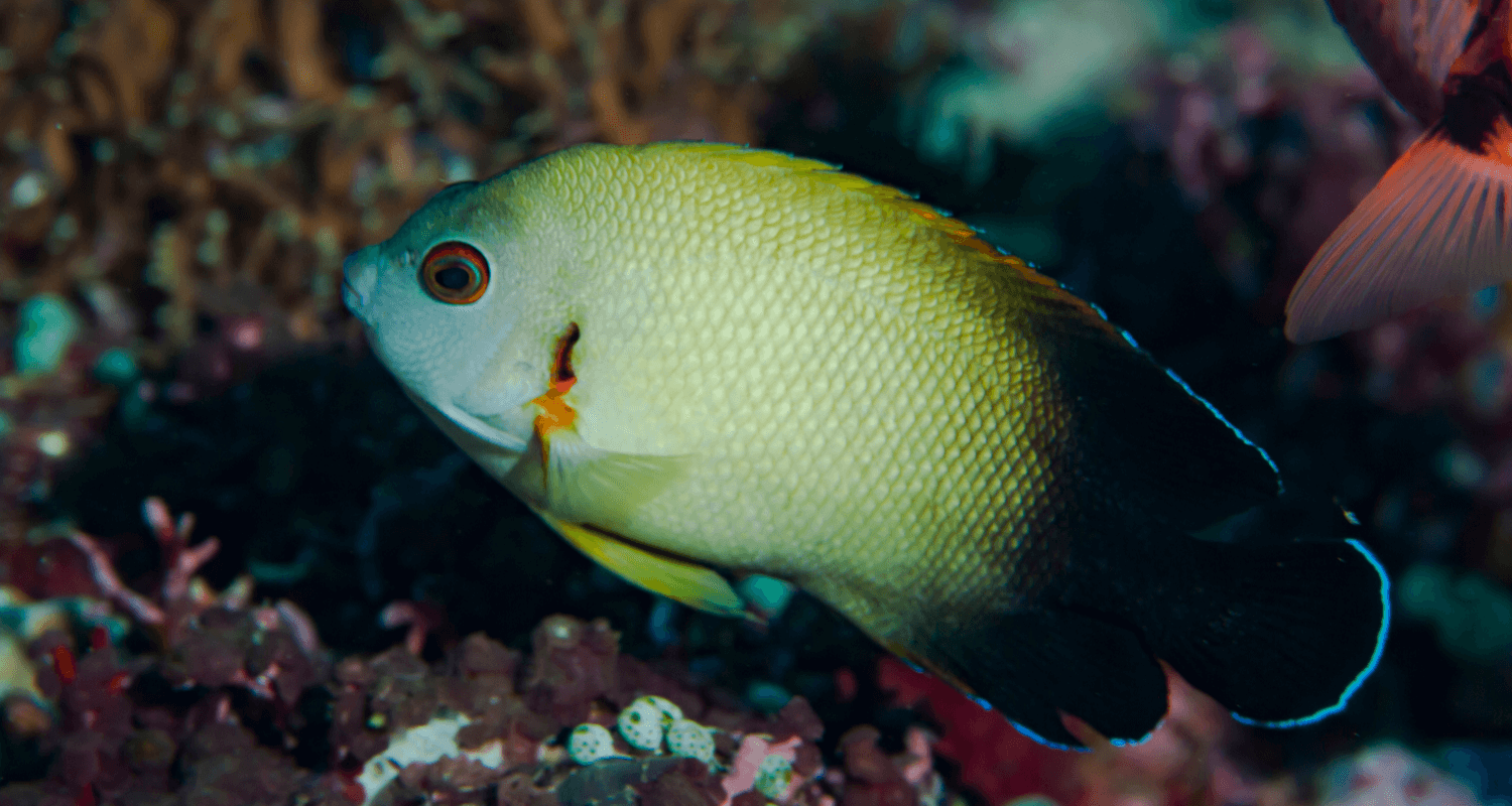 Centropyge vrolikii - Poisson-ange à écailles perlées