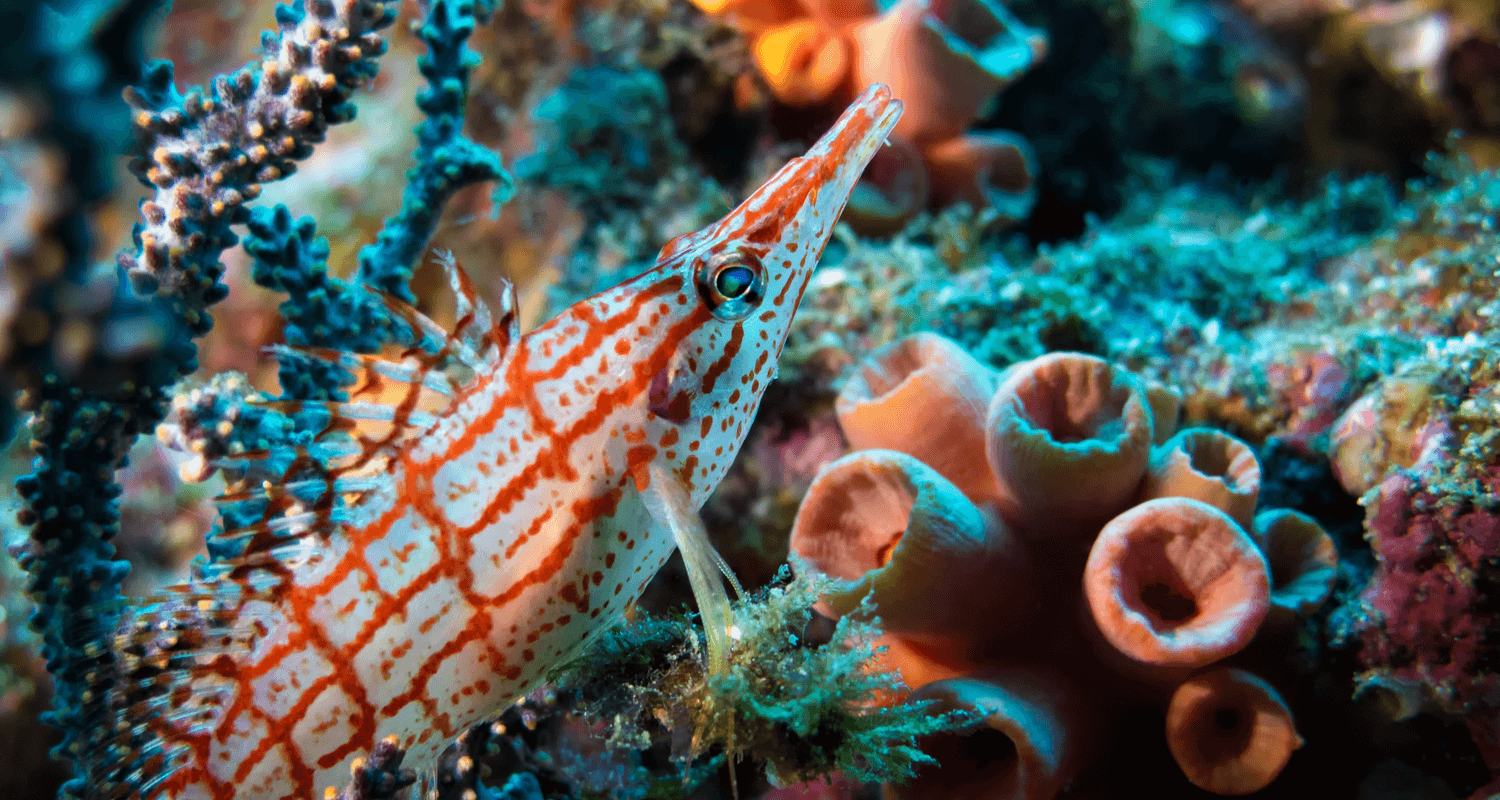 Oxycirrhites typus - Poisson-faucon à long nez