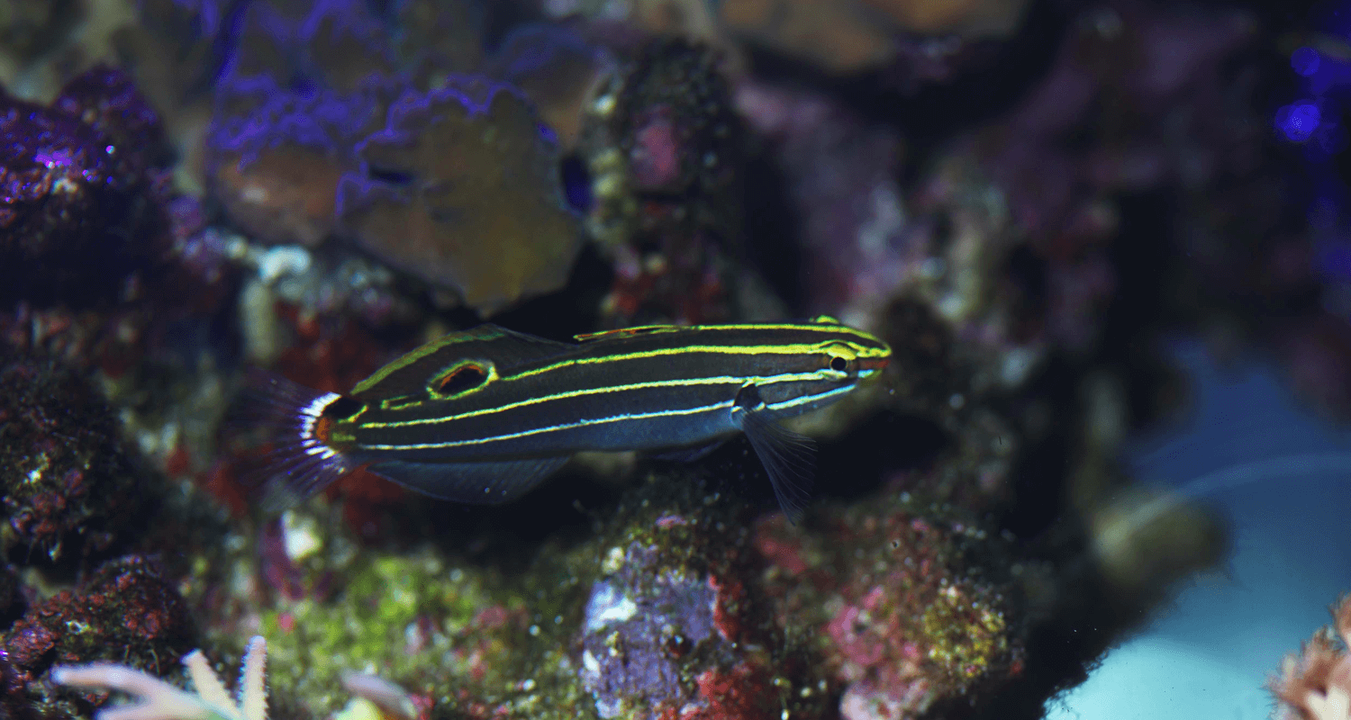 Koumansetta (Amblygobius) hectori - Gobie de Hector