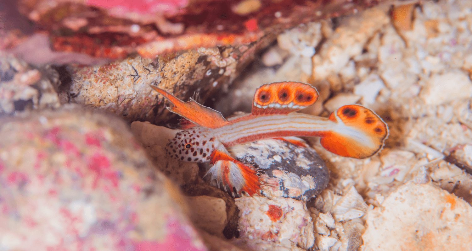 Discordipinna griessingeri - Spikefin goby