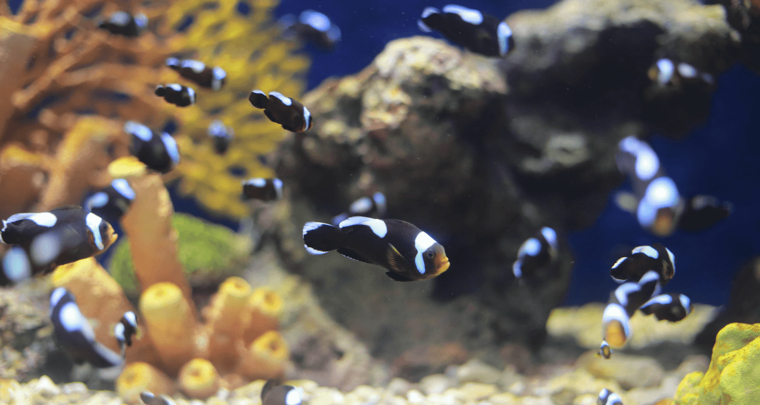 Amphiprion polymnus - Poisson-clown à selle blanche