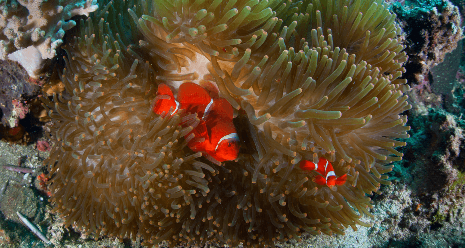 Premnas biaculeatus couple - Poisson-clown à joues épineuses