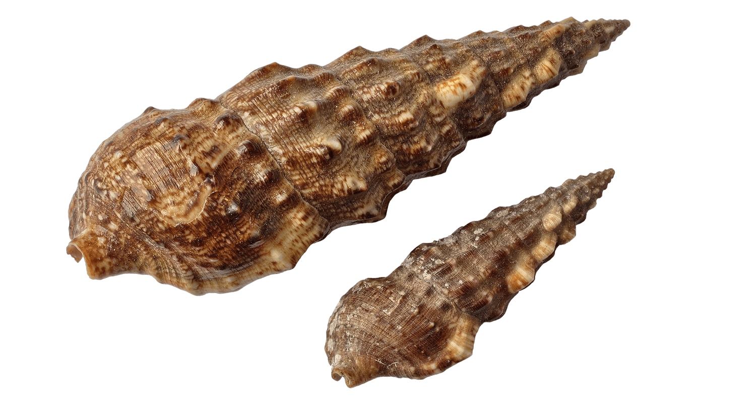 Cerithium echinatum - escargot mangeur d'algues