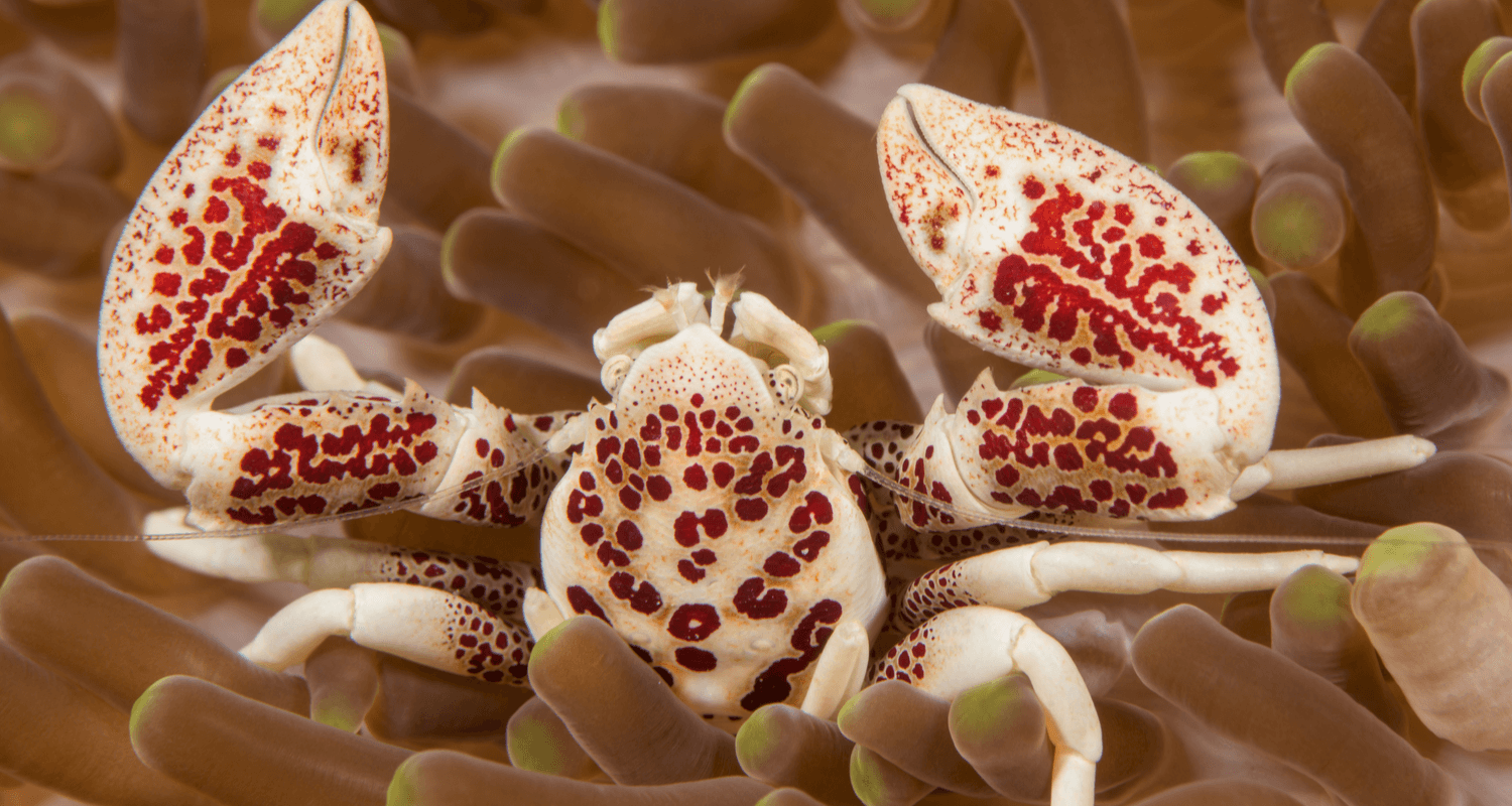 Neopetrolisthes - crabe porcelaine