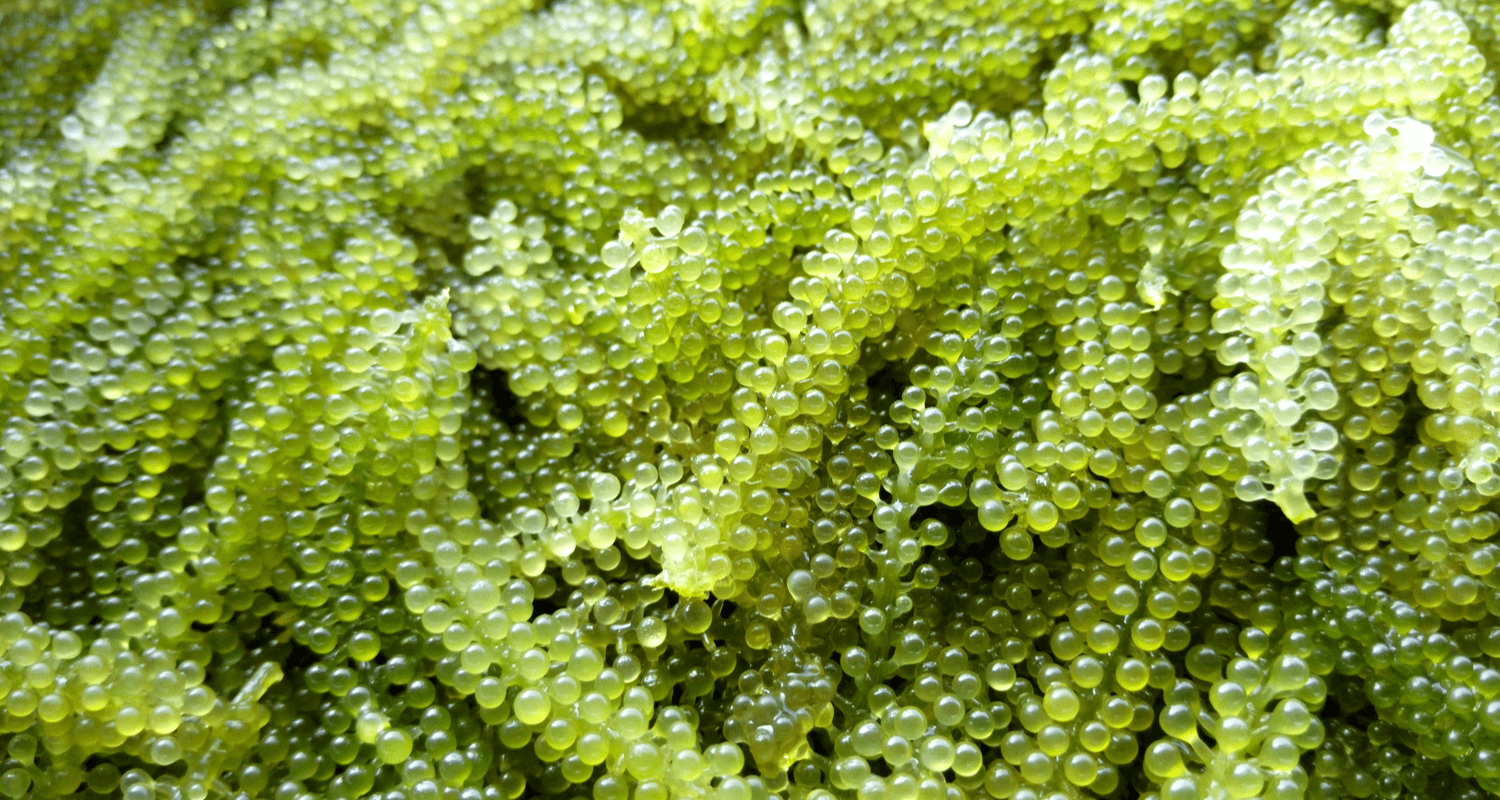 Caulerpa lentillifera