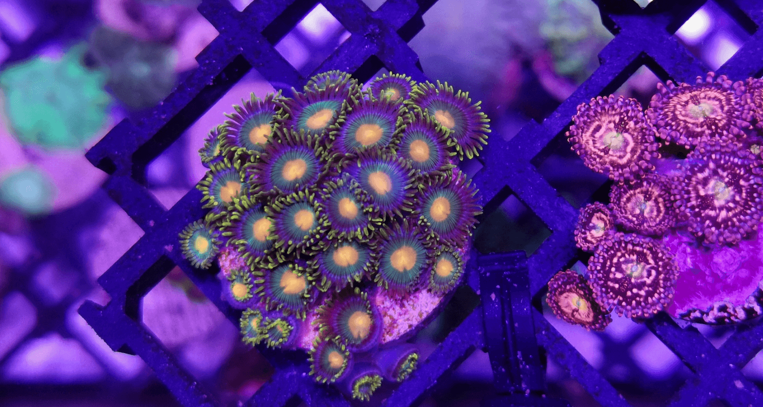 Zoanthus sp. Gorilla nipples ultra