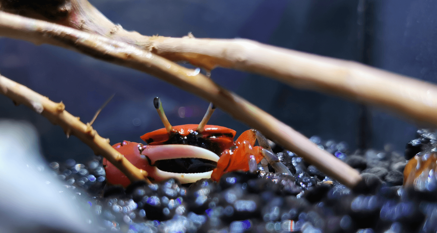 Uca sp. Super red - crabe violoniste