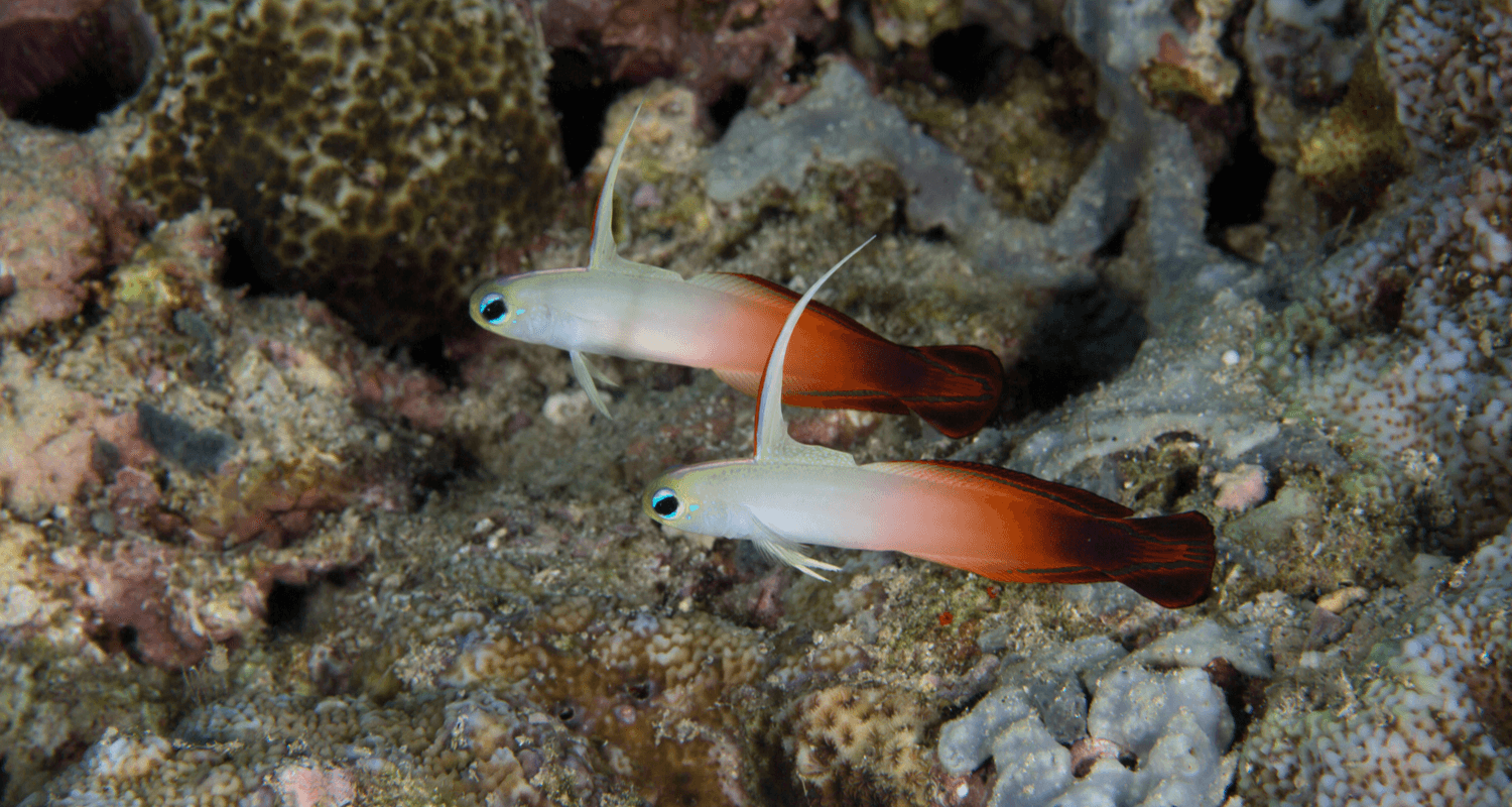 Nemateleotris magnifica - poisson-fléchette de feu