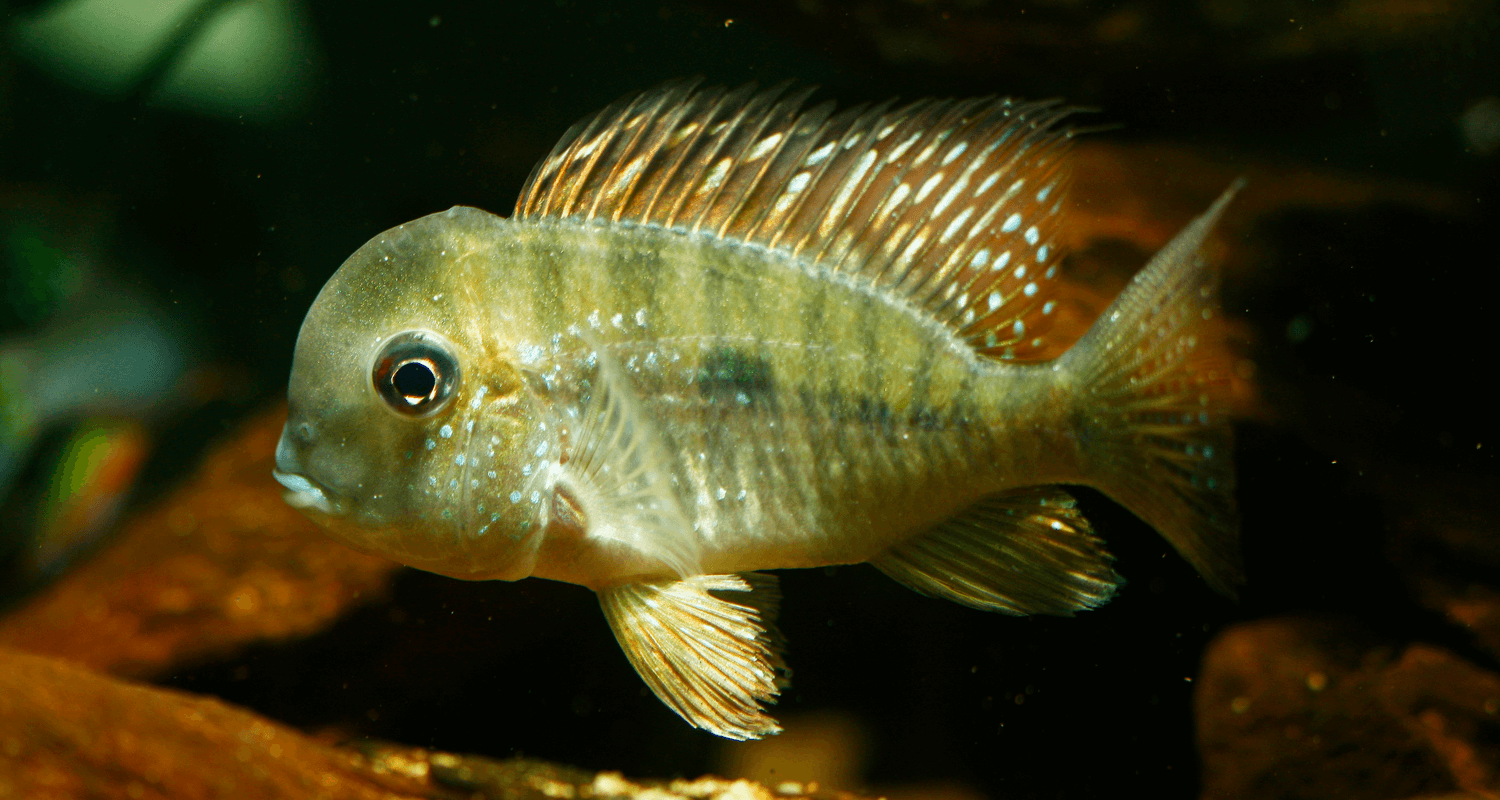 Gymnogeophagus balzanii