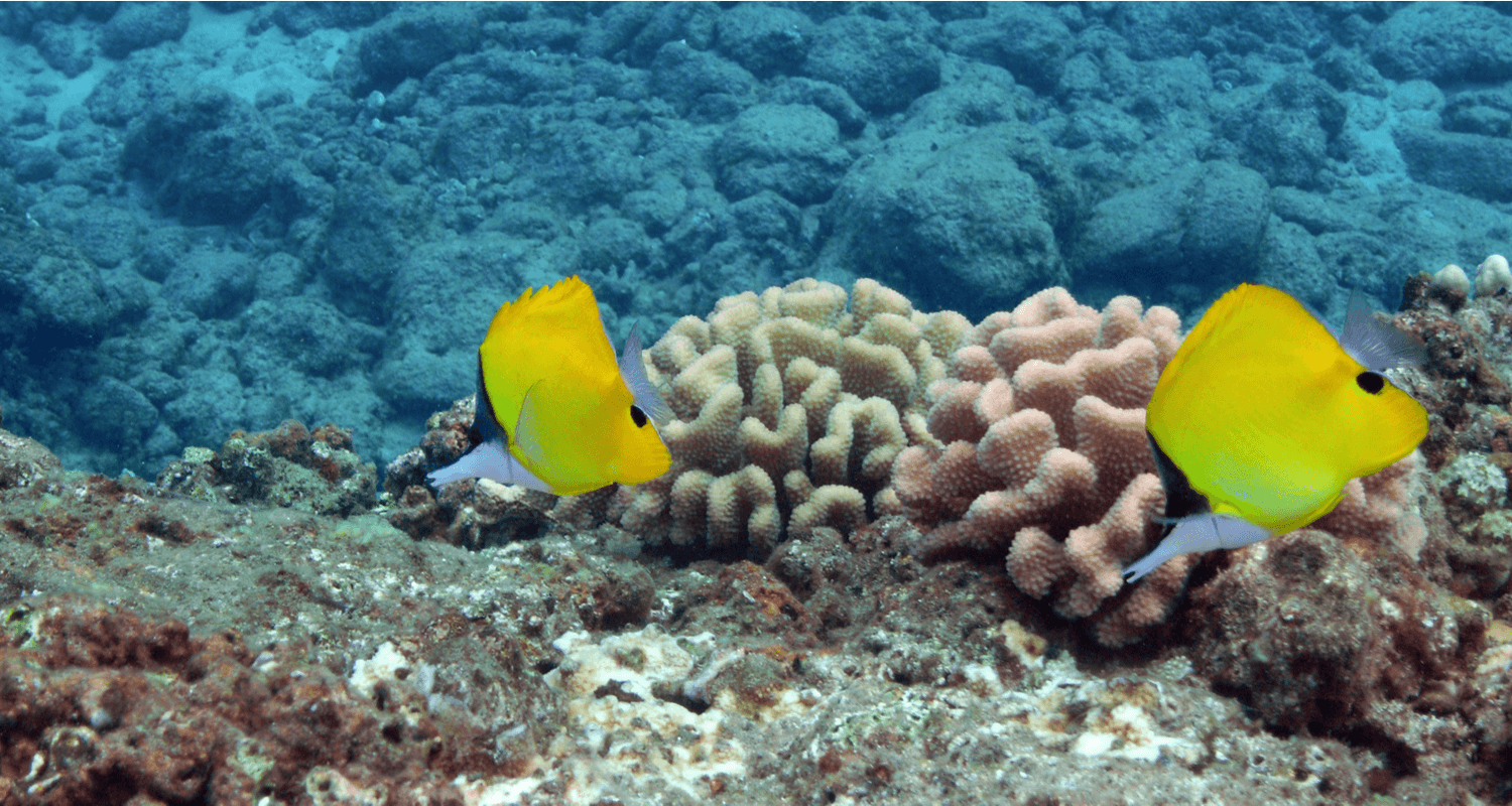 Forcipiger flavissimus - chelmon à long bec - Poisson-pincette jaune