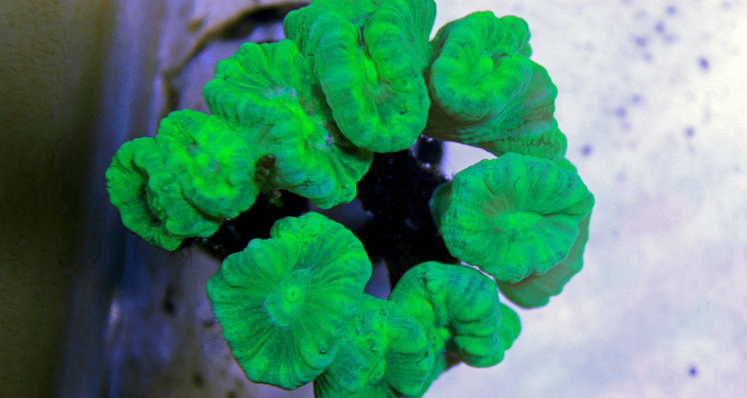 Caulastrea furcata Neon green