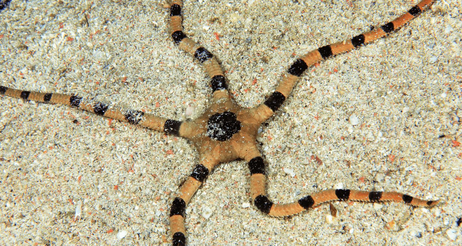Ophiolepis superba - Ophiure superbe