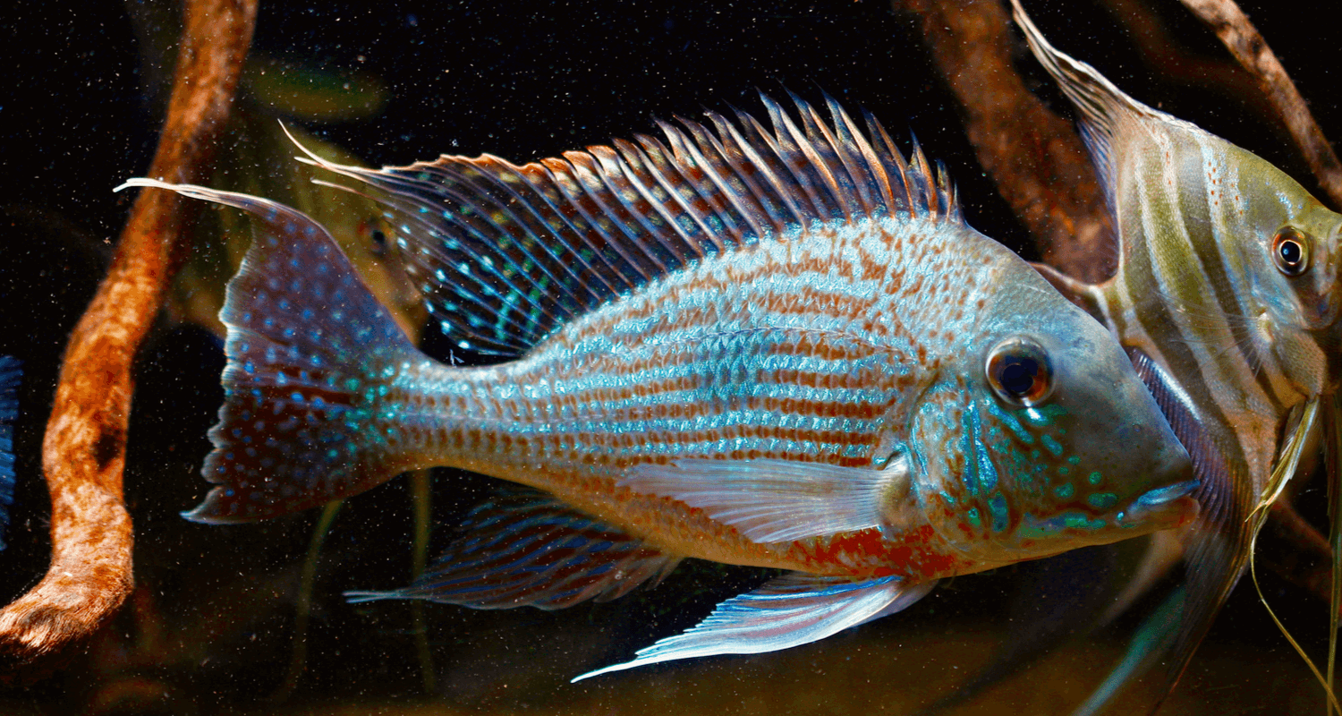 Geophagus sveni