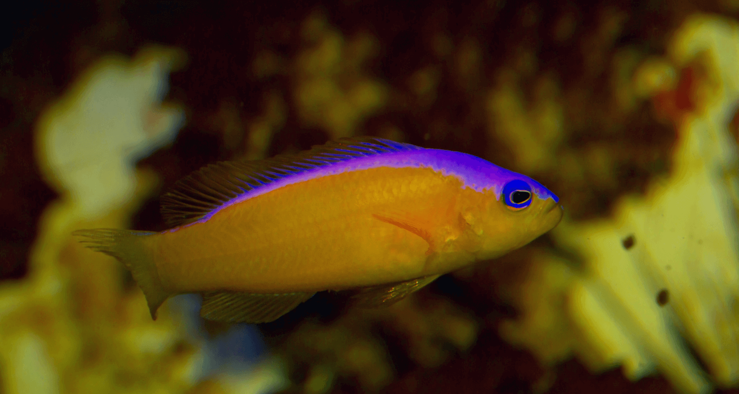 Pictichromis pseudochromis diadema