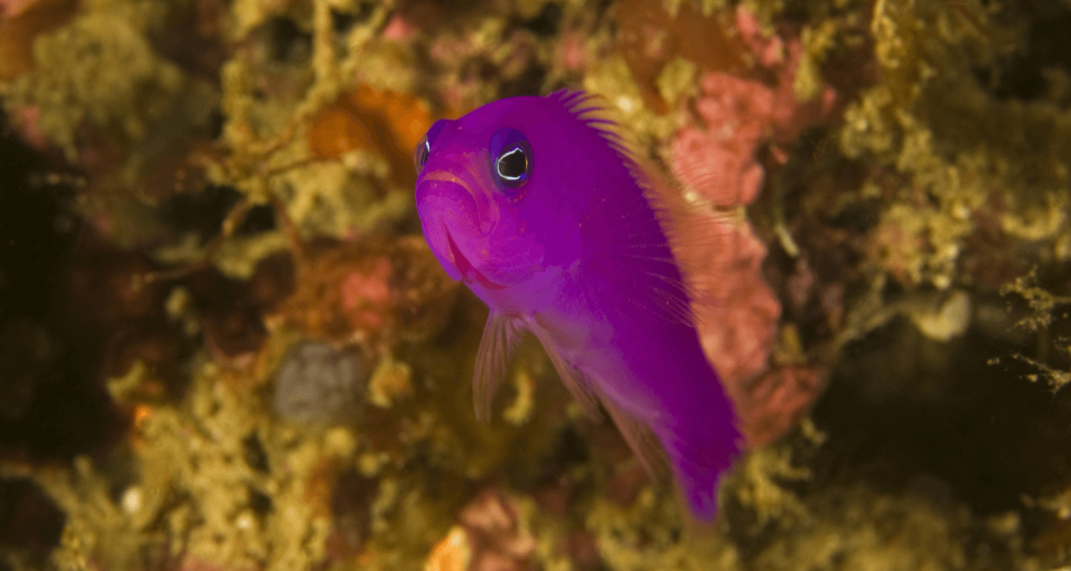 Pictichromis pseudochromis porphyrea