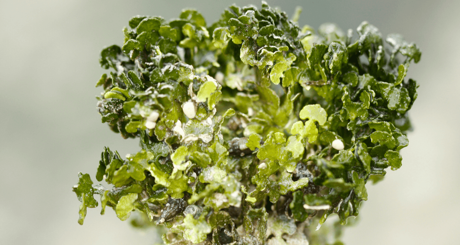 Halimeda sp. algue cactus