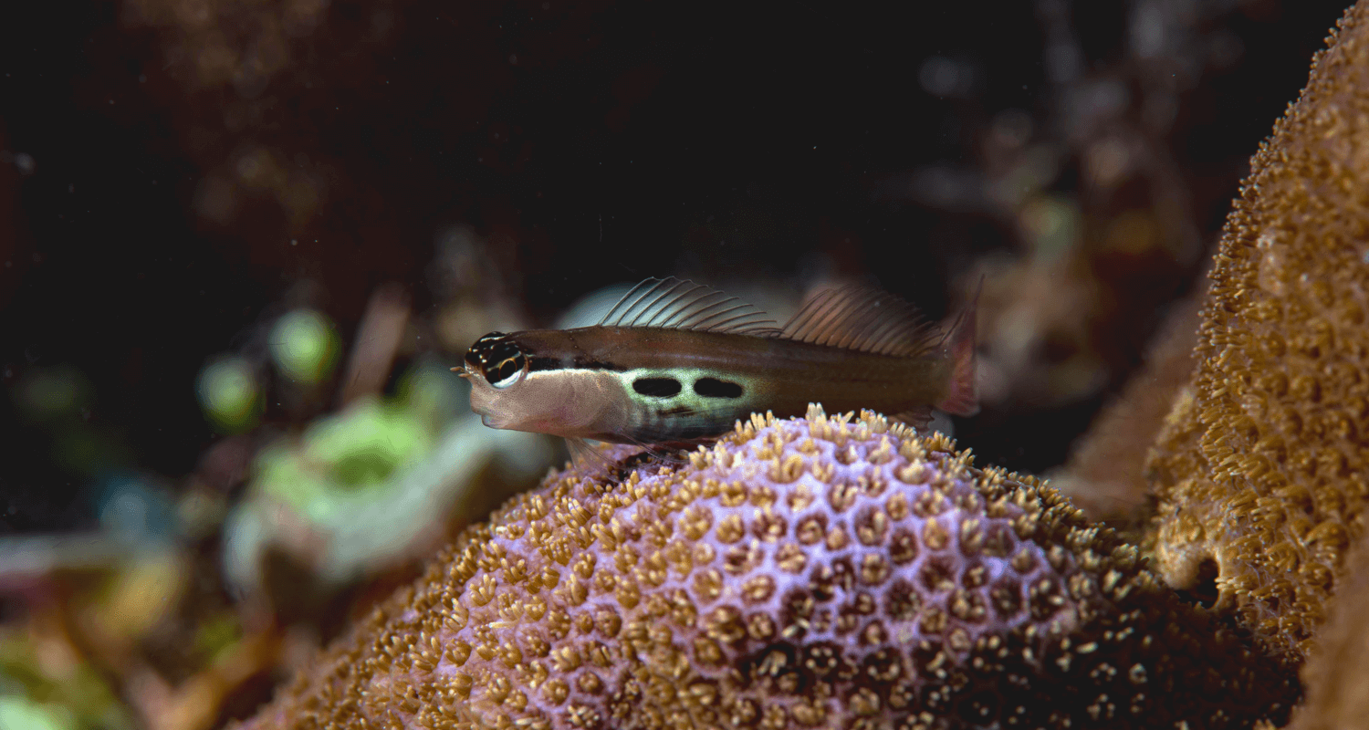 Ecsenius bimaculatus - blennie a deux taches