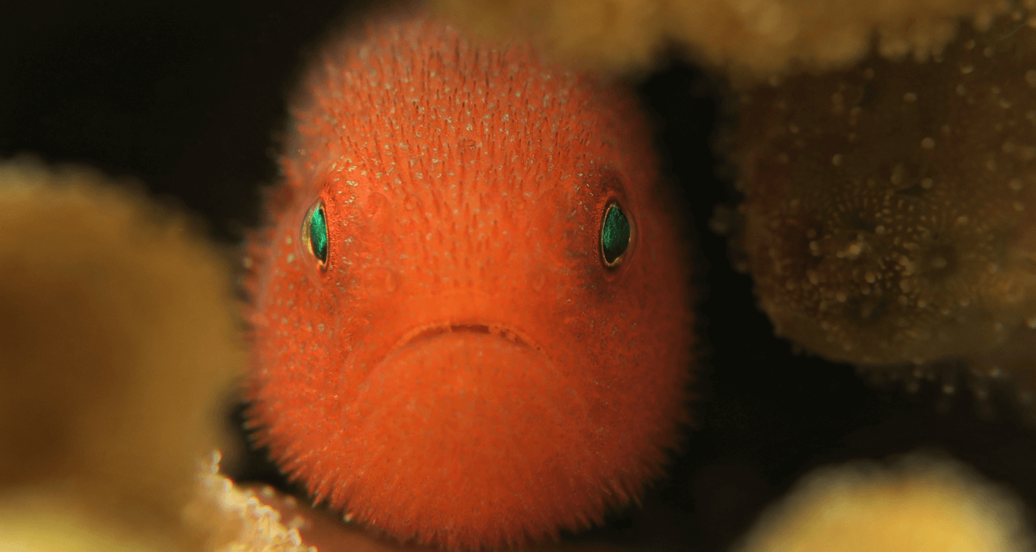 Paragobiodon echinocephalus - goby gobie panda