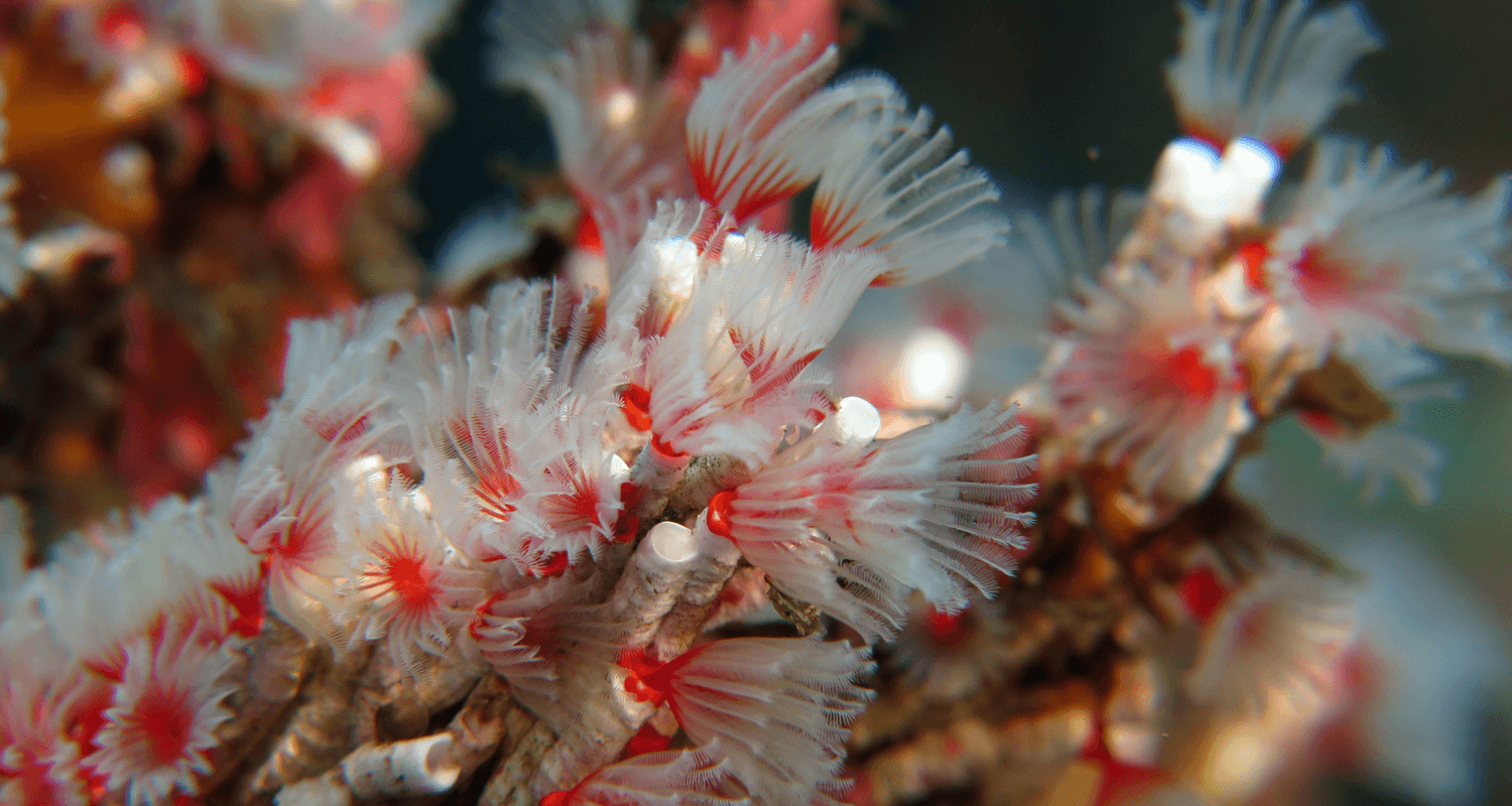 Filogranella elatensis colonie