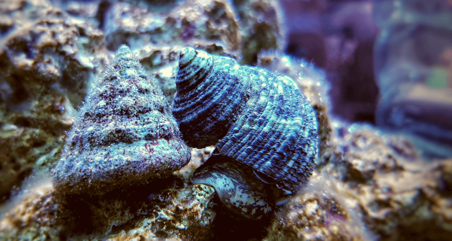 Turbo sp. escargot mangeur d'algues