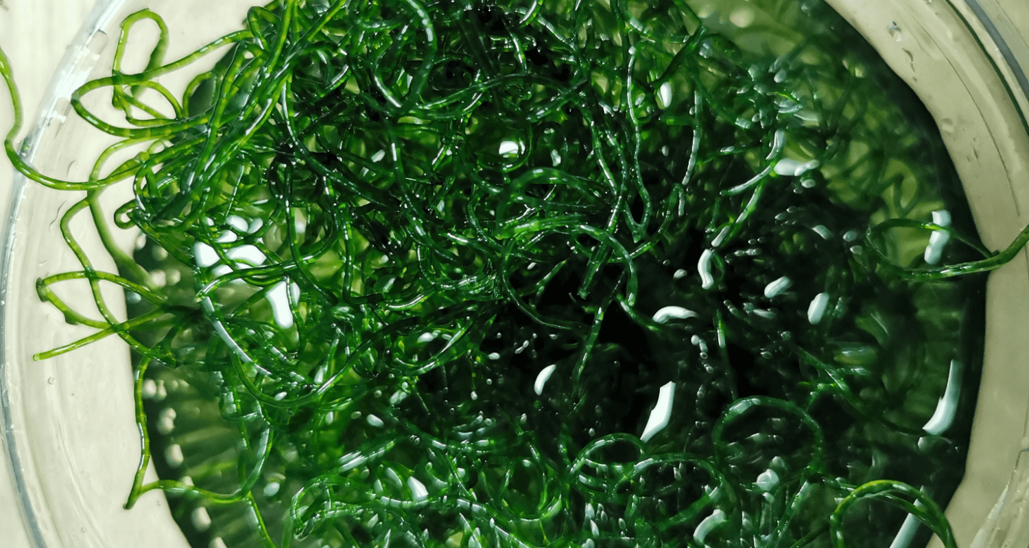 Chaetomorpha algue reacteur à algue refugium