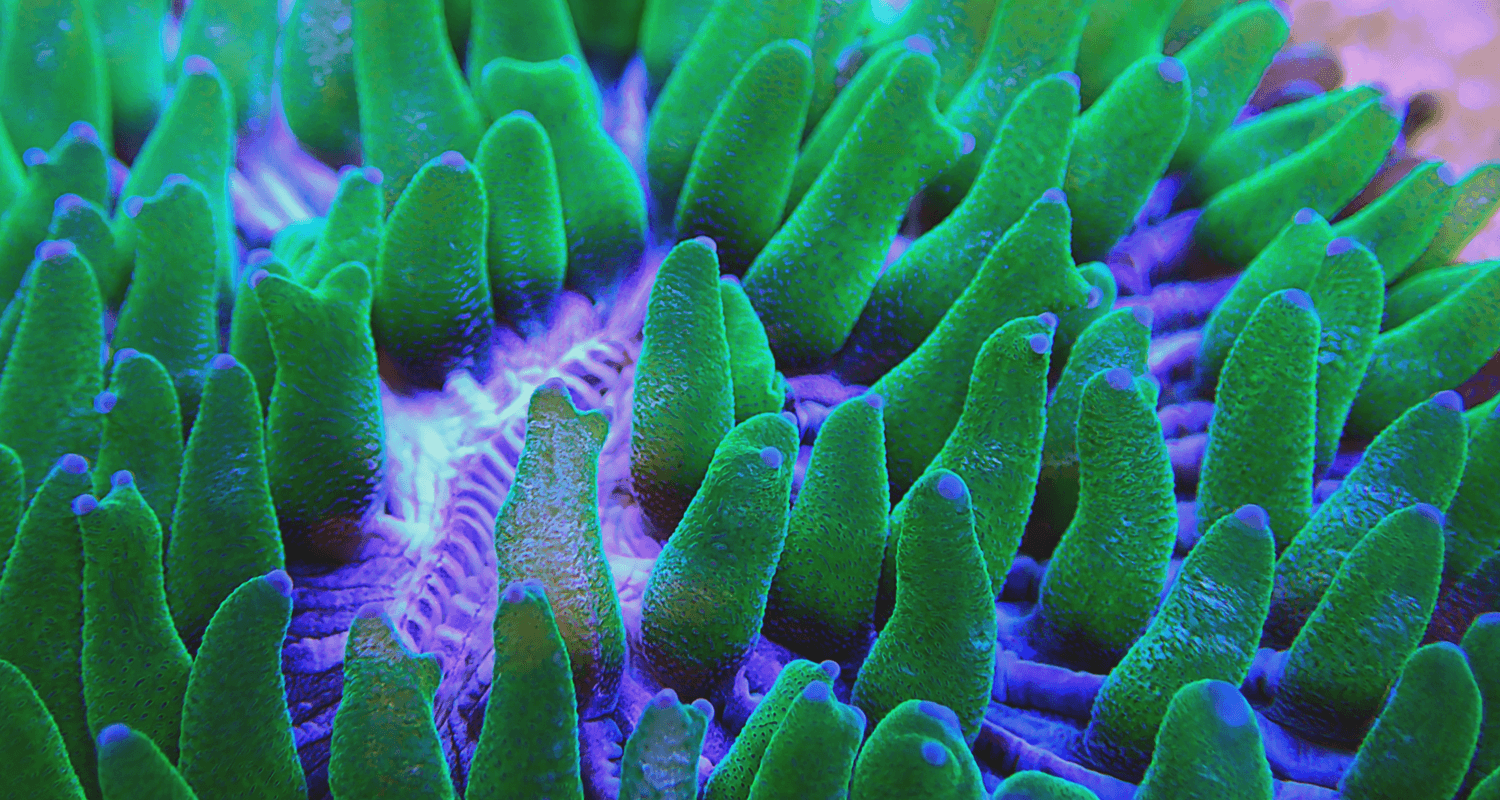 Fungia corps bleu polypes verts