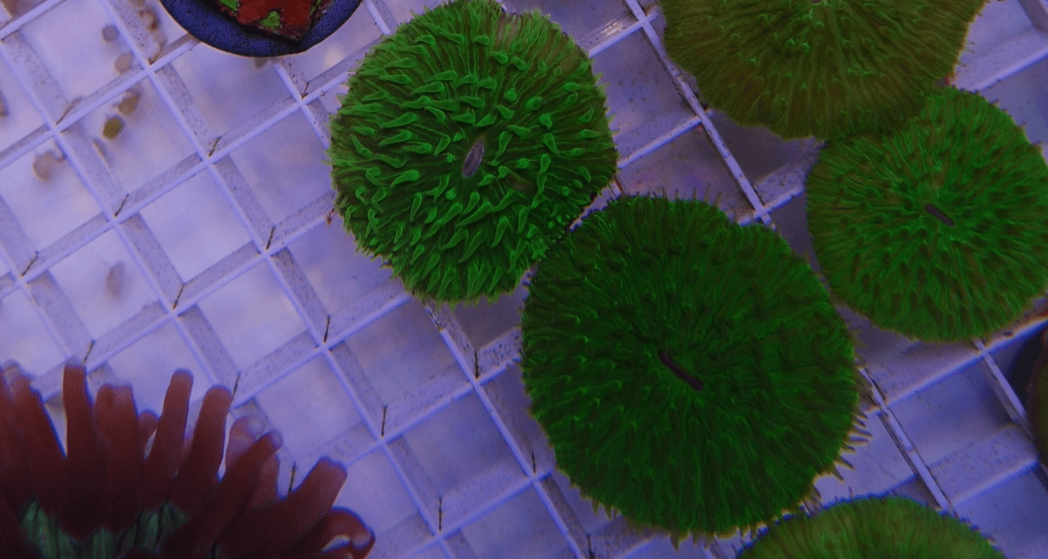 Fungia green