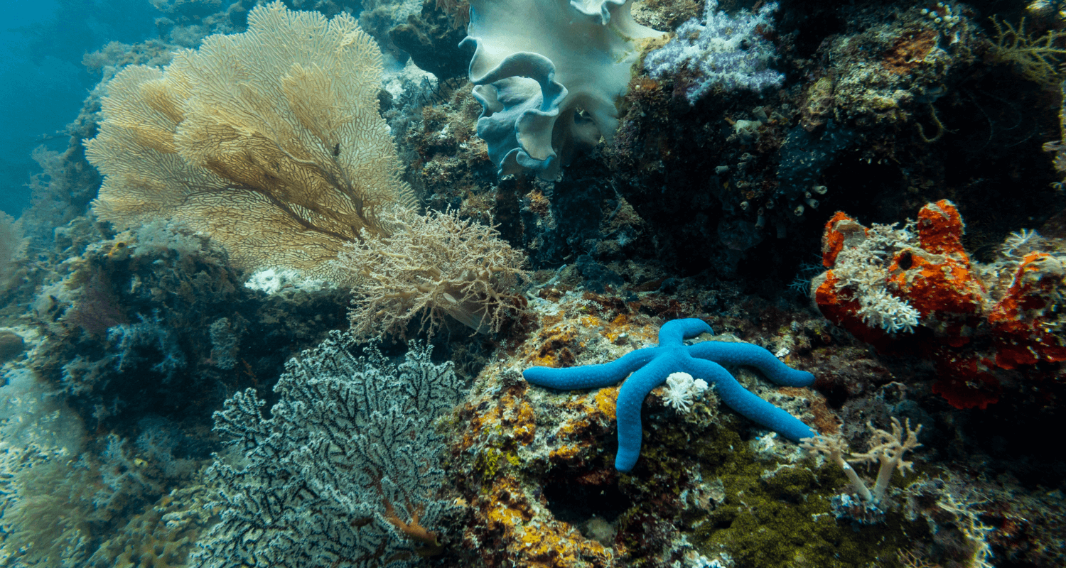 Linckia laevigata blue étoile de mer bleue