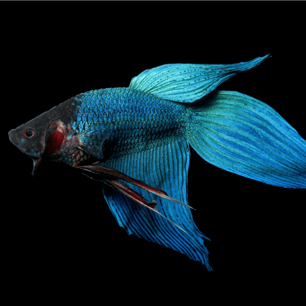 Betta Veiltail voilé blue bleu