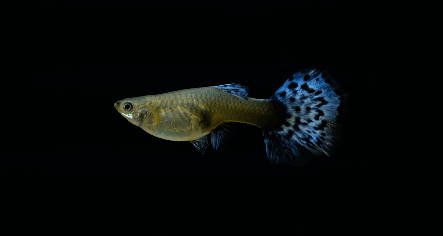 Poecilia reticulata guppy femelle