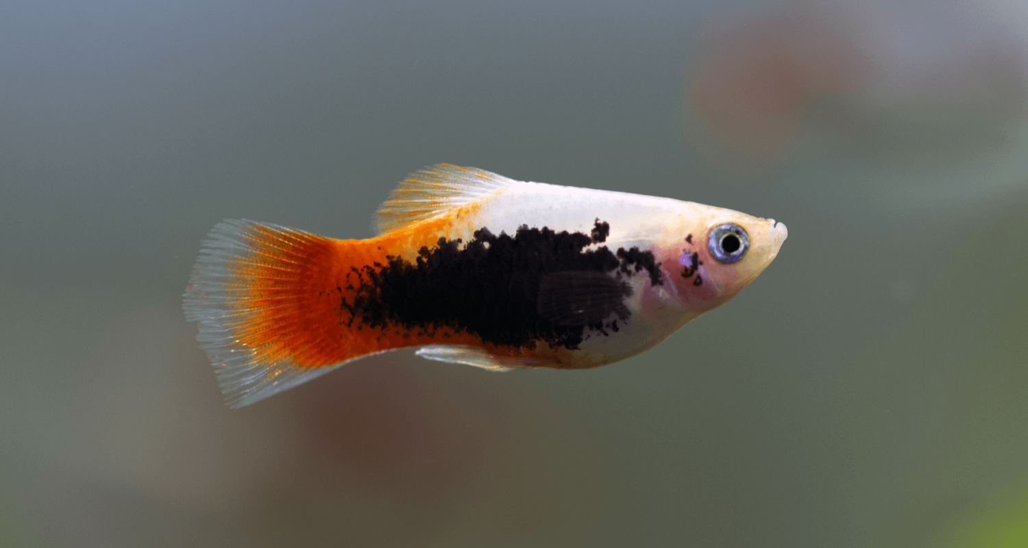 Xiphophorus maculatus platy