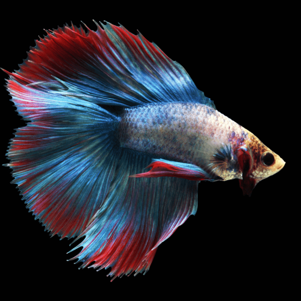 Betta splendens doubletail