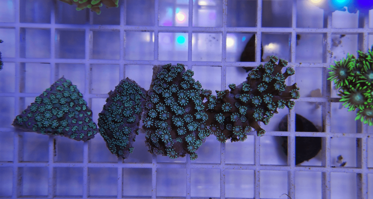 Alveopora sp. Blue-green