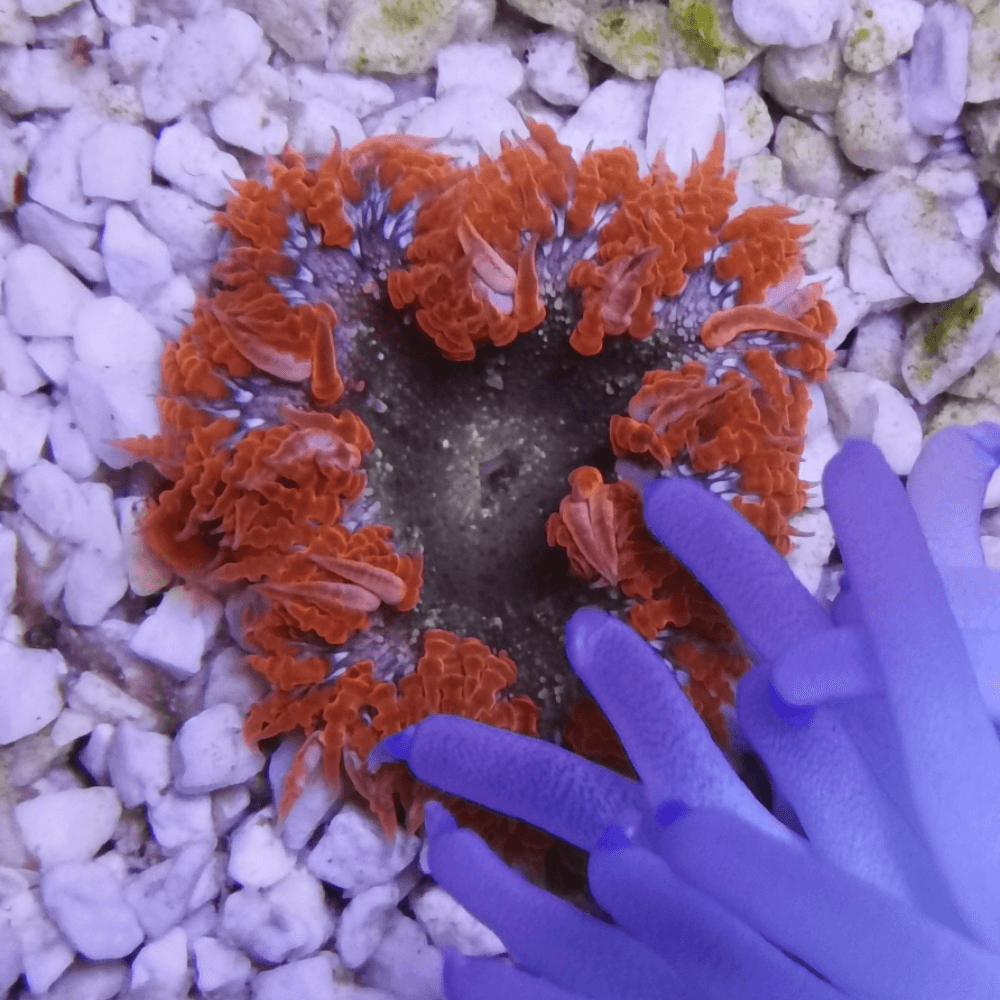 Phymanthus epicystis crucifer orange anémone à chapelets