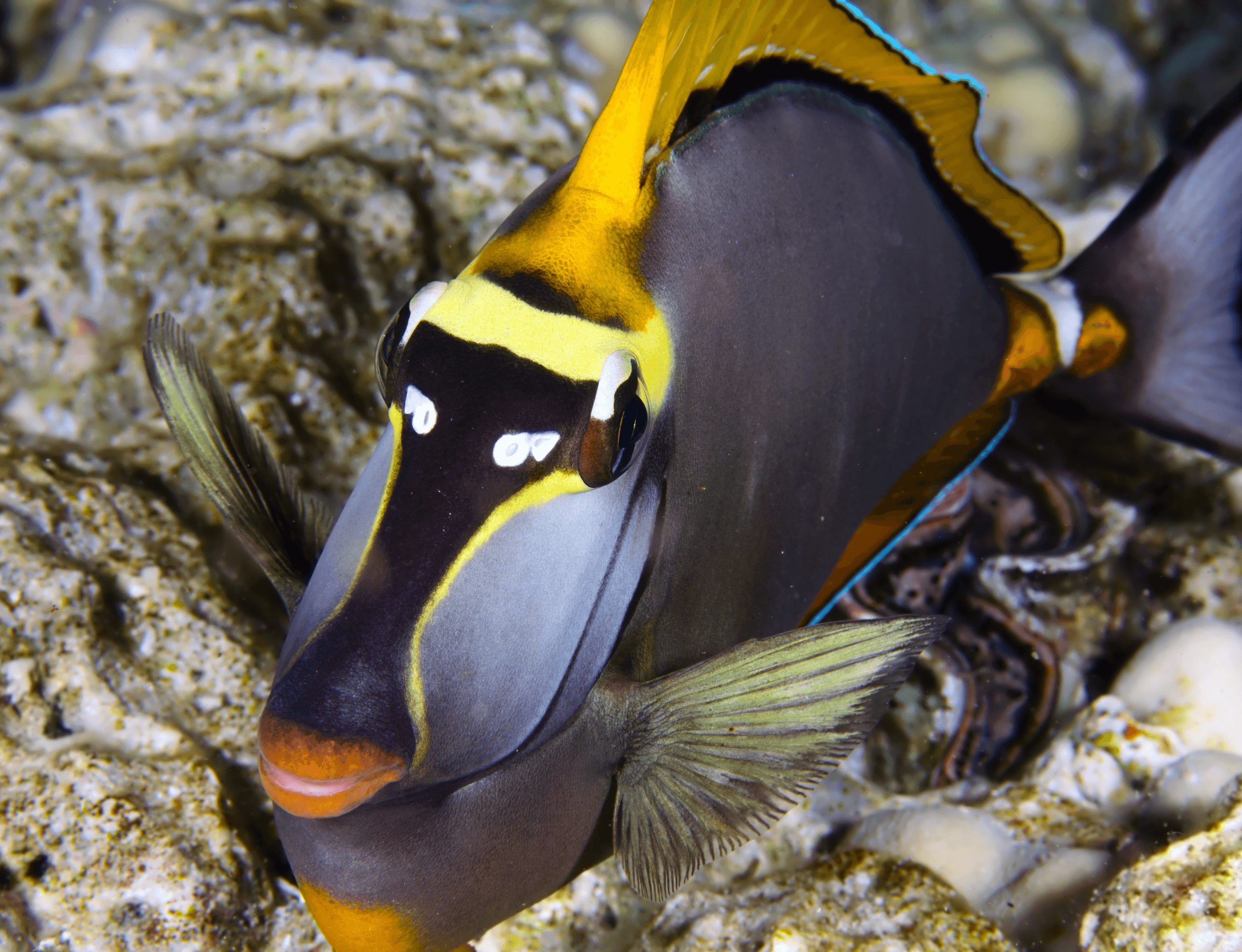 Naso elegans - Licorne à épine orange